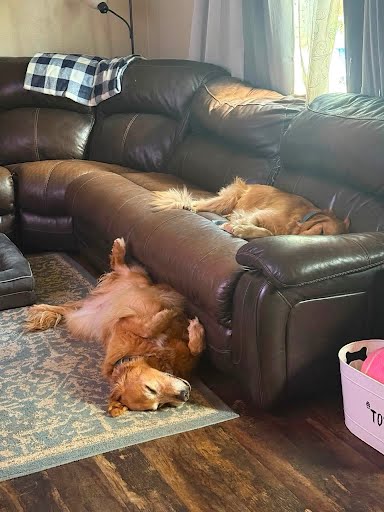 Two golden retrievers napping on the couch and rug inside Megan’s home