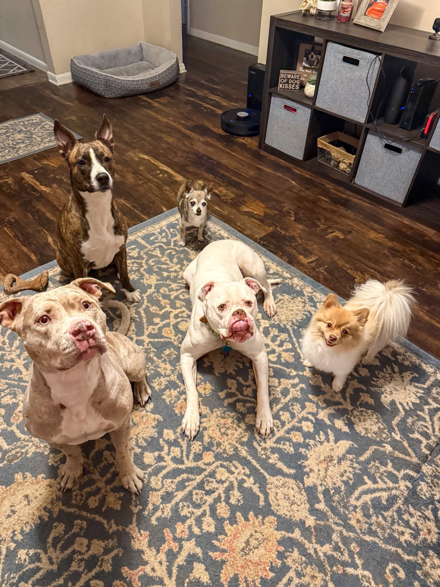 A group of happy dogs waiting for treats in the living room