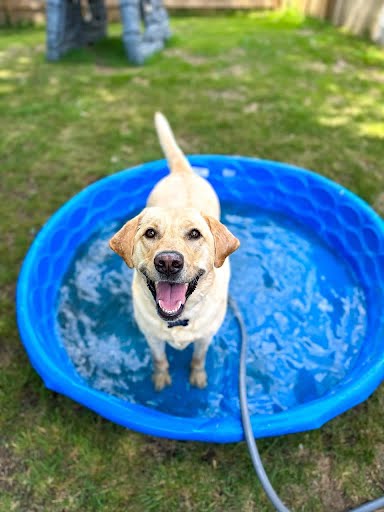 A yellow Lab splashing in a kiddie pool in the fenced backyard