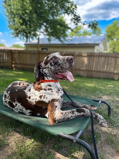 A spotted dog resting on a raised dog bed in the privacy-fenced yard