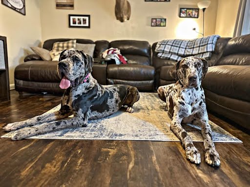 Two Great Danes relaxing on the living room rug during in-home boarding in Eldon, MO